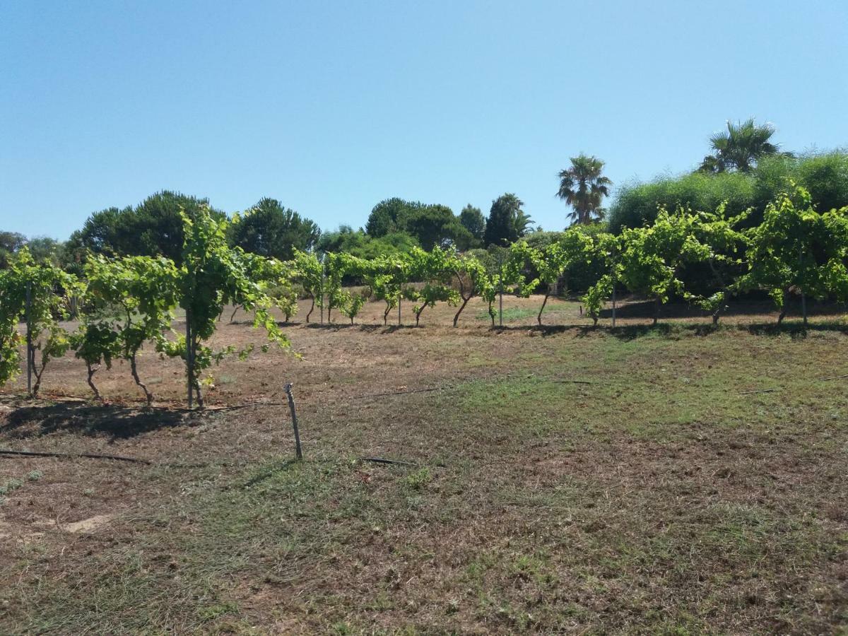 Villa Kos 马斯蒂查里 外观 照片